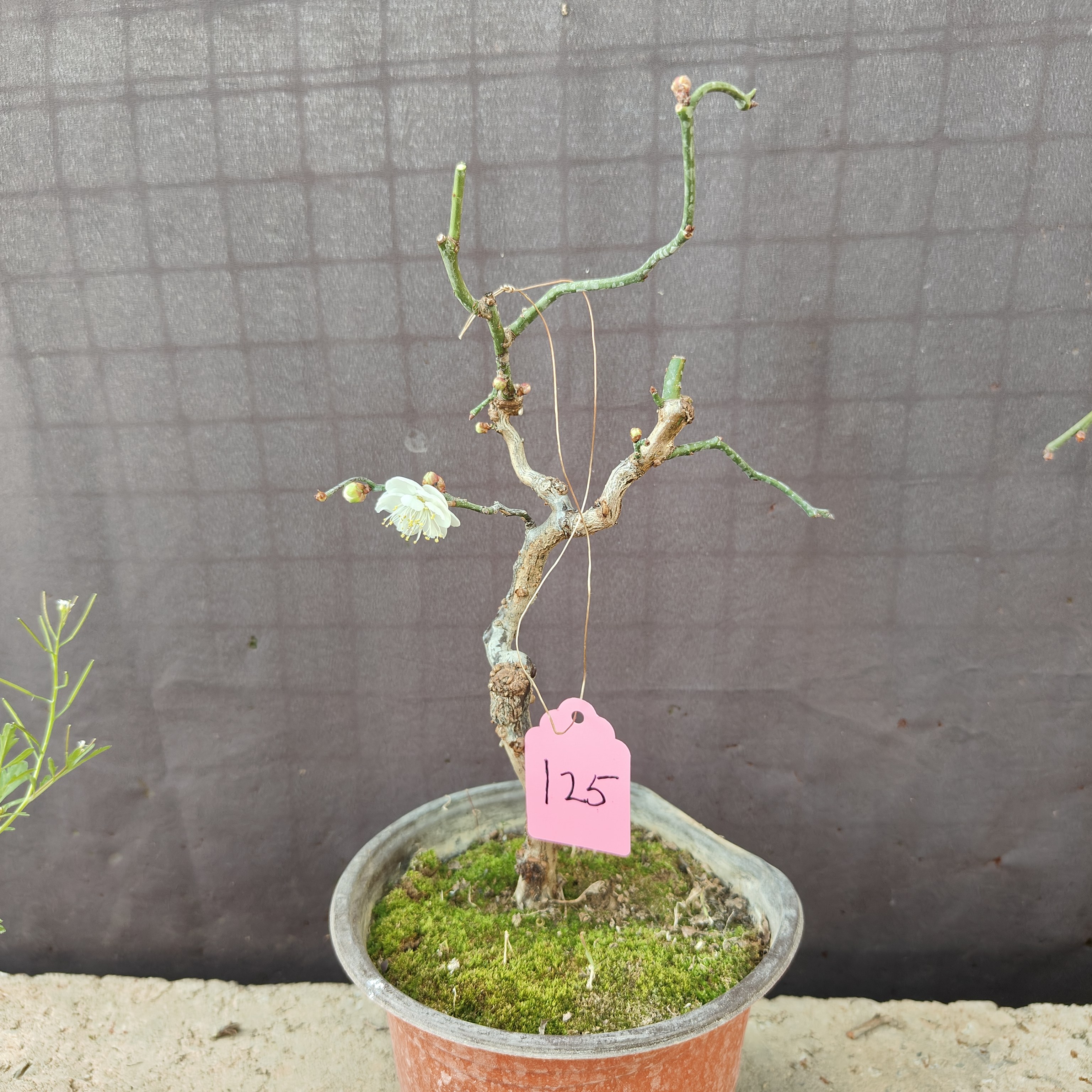 原生龙游梅盆栽枝条自然弯曲曲梅玉蝶龙游梅梅花白梅花期带花苞,鲜花速递/花卉仿真/绿植园艺,造型盆景,淘宝优惠券,粉丝福利购,淘宝优惠卷