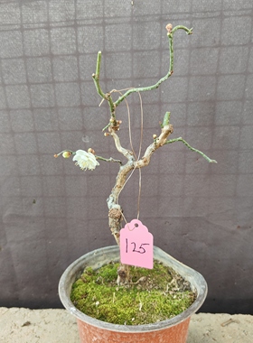 原生龙游梅盆栽枝条自然弯曲曲梅玉蝶龙游梅梅花白梅花期带花苞