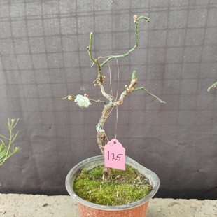 原生龙游梅盆栽枝条自然弯曲曲梅玉蝶龙游梅梅花白梅花期带花苞