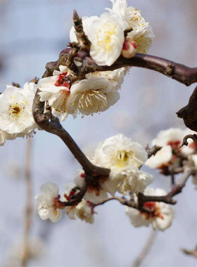 梅花苗龙游梅小苗曲梅树苗游龙梅白梅玉蝶龙游梅盆栽风景树苗