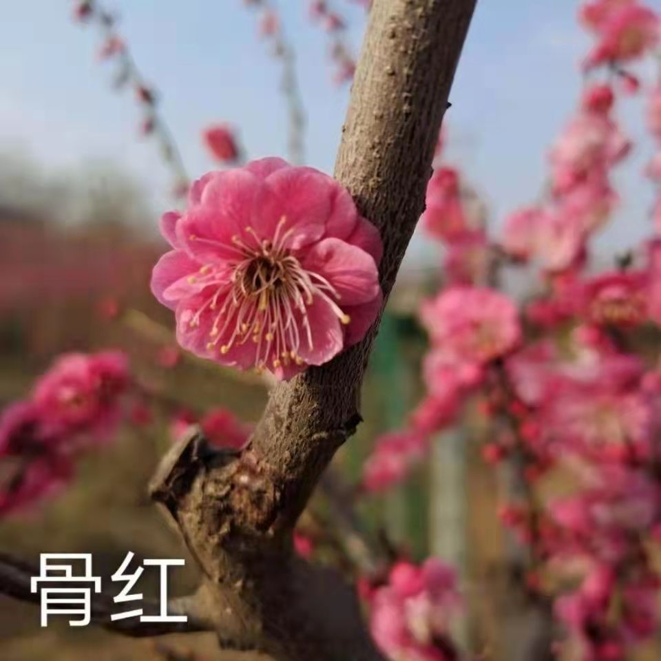梅花树苗梅花小苗红梅小苗绿梅小苗南北方可种植阳台盆栽庭院地栽