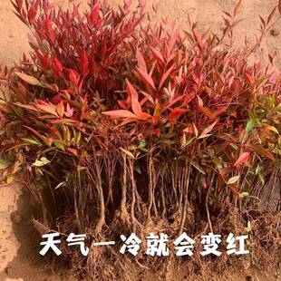 南天竹红天竹小苗红天竺四季常青蓝天竺盆栽地栽树苗观叶植物耐寒