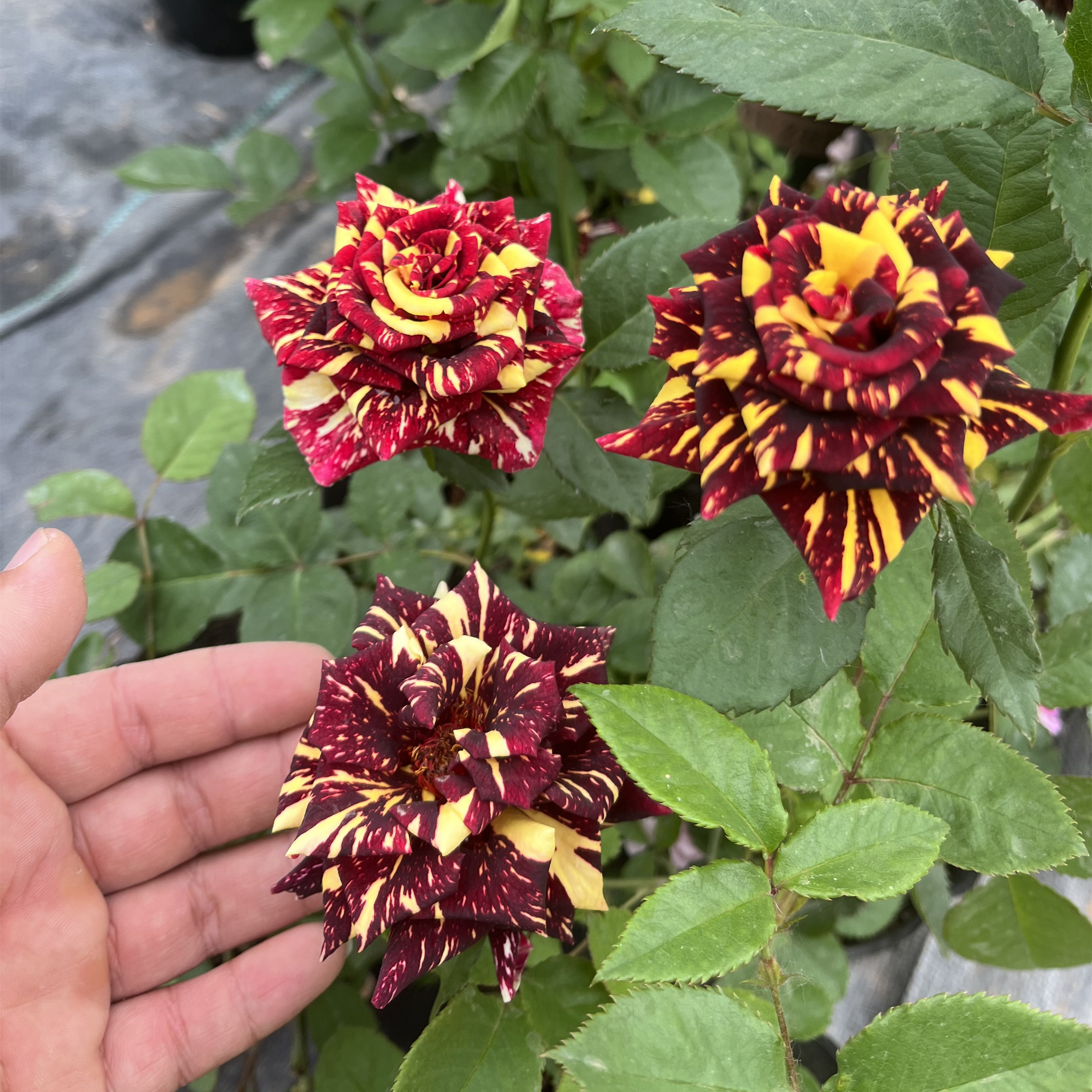 月季花苗流星雨月季花卉盆栽庭院花卉阳台盆栽多季开花花期带花苞图片