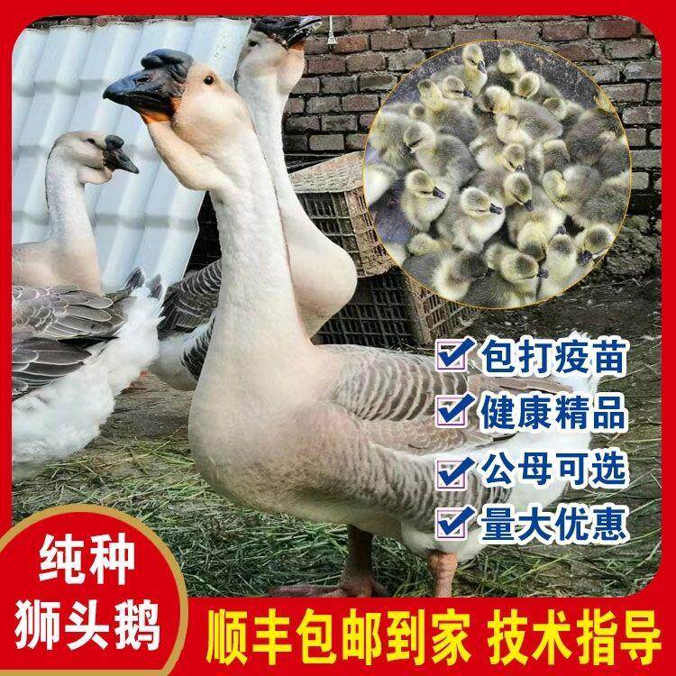 【正品鹅苗】狮头鹅杂交灰鹅特大种产蛋王狮子头鹅苗白狮子头鹅苗