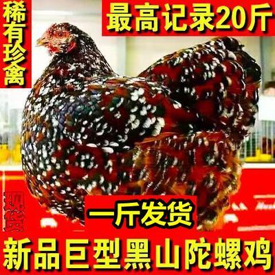 一斤金边怀特黑山陀螺鸡巨型鸡鸡苗新品种怀特鱼鳞鸡斑纹观赏鸡