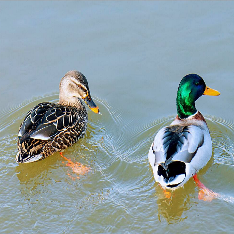 半斤野水鸭苗优质七彩野鸭会飞的鸭子纯种观赏飞天水鸭绿头鸭幼苗