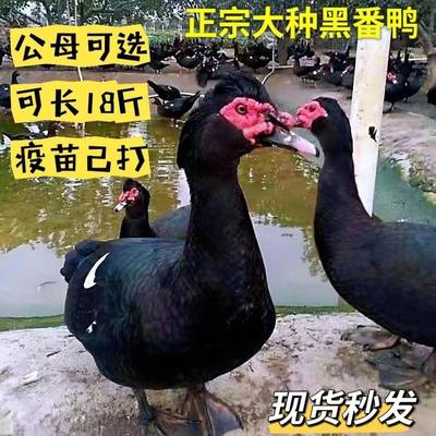 正宗大种红脸番鸭苗活的小鸭子散养黑番鸭西洋鸭非洲雁旱鸭火鸭苗