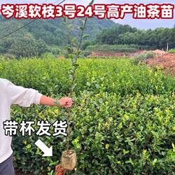 正宗岑溪软枝3号24号白花高产嫁接油茶苗矮化挂果早杯苗带土