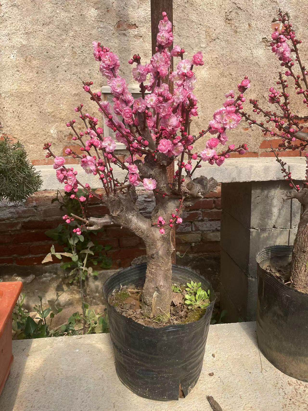 老桩红梅盆景 老盆口颂春梅花树桩盆栽 实物拍摄 春节看花 包邮