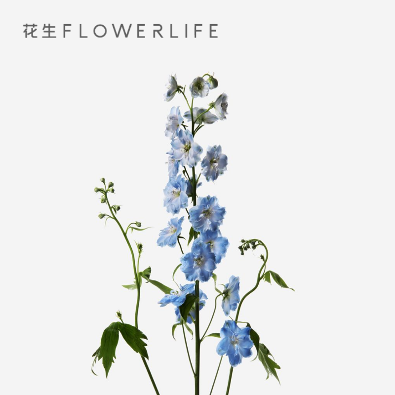 花生Flower Life大飞燕A级品质超长瓶插期家庭办公室生活鲜花云南在类目 鲜花速递/花卉仿真/绿植园艺, 鲜花速递(同城)中 - 来自Buy2taobao.com提供专业的淘宝代购服务