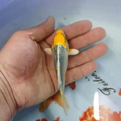 进口锦鲤活体观赏鱼德日系锦鲤秋翠孔雀锦鲤金松叶银松叶冷水鱼苗