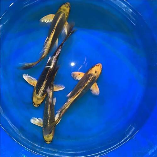 金松叶龙凤锦鲤冷水鱼苗包