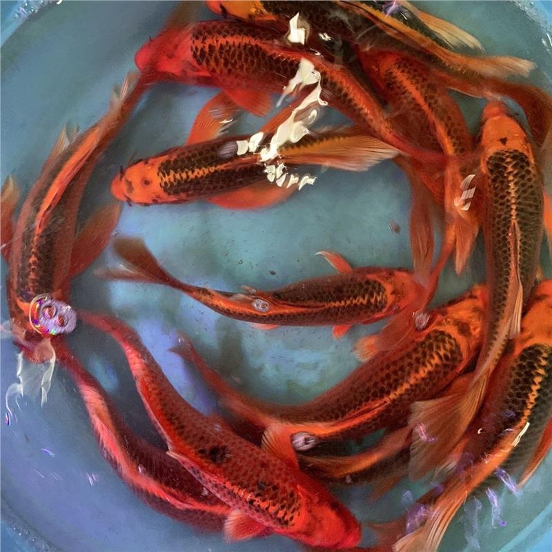 招财火凤凰锦鲤蝴蝶红松龙锦鲤鱼