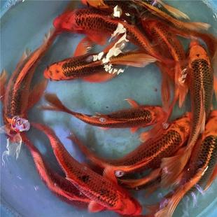 招财火凤凰锦鲤蝴蝶红松龙凤冷水淡水金鱼观赏鱼包邮长短尾随机