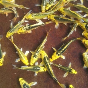 蝴蝶锦鲤淡水活体黄金鱼苗松叶日系德系纯种观赏冷水长尾龙凤