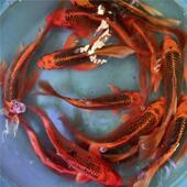 招财火凤凰锦鲤蝴蝶红松龙凤冷水淡水金鱼观赏鱼 长短尾随机 包邮