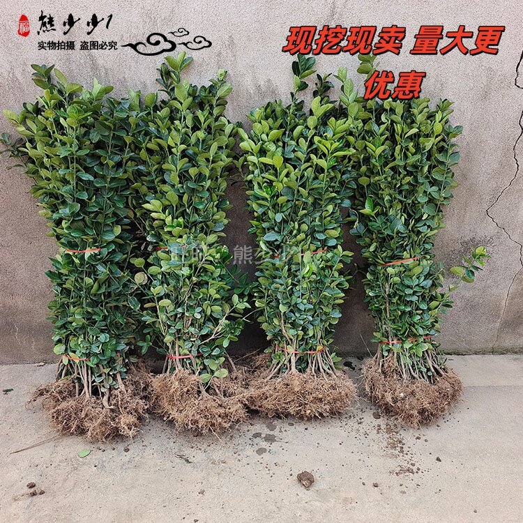 篱笆墙庭院围墙植物四季常青冬青