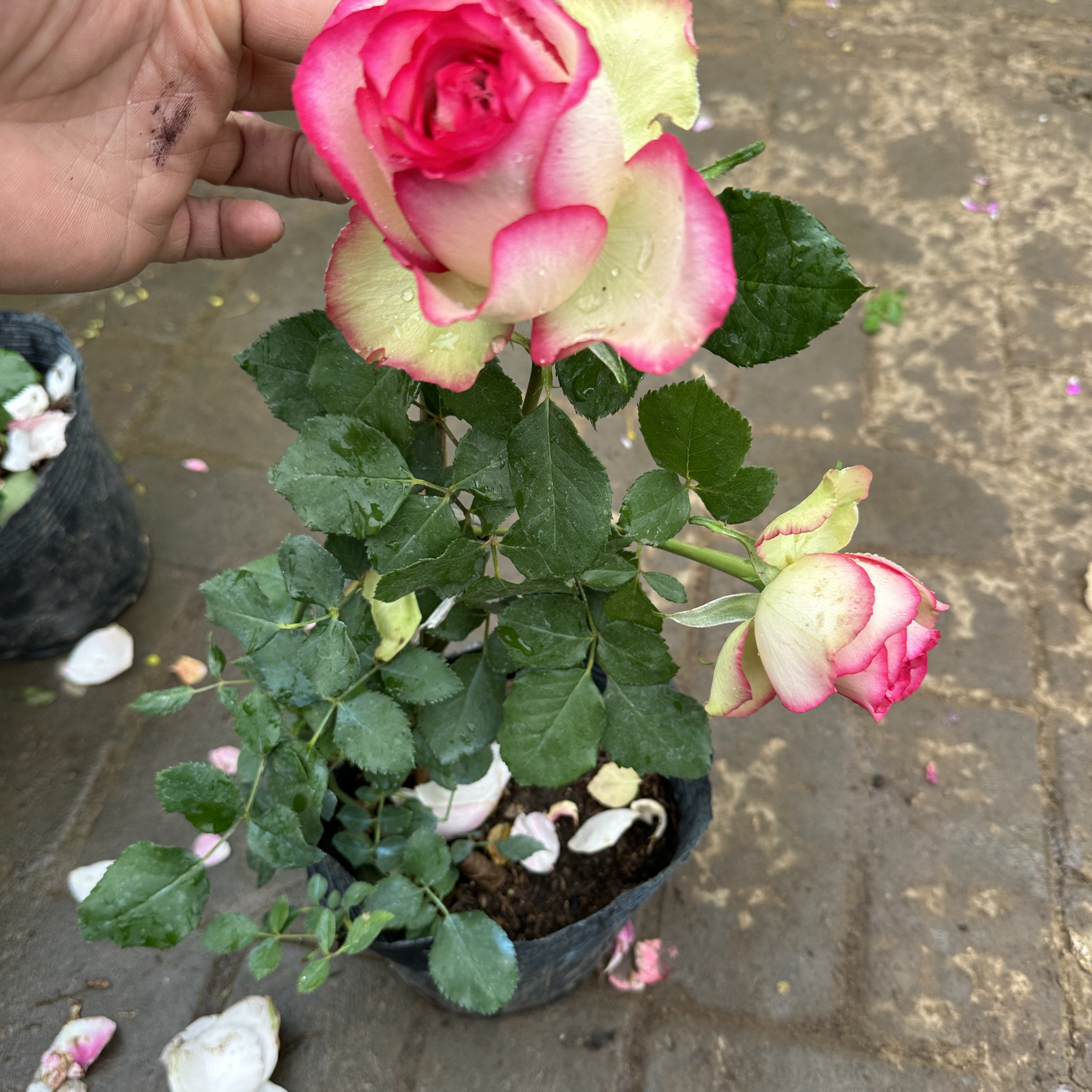 梦露月季玫瑰花苗阳台庭院多季节开花植物大花型灌木切花抗病耐开