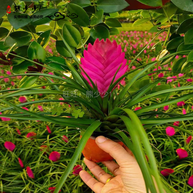 紫花凤梨 铁兰 蓝色铁兰 长苞铁兰 蓝紫花凤梨 蓝花凤梨 紫花木柄凤梨 紫花木柄凤梨花卉百科图片 培育种植 饲养繁殖 Sbike