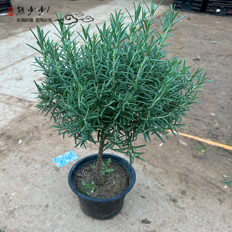 香草花苗香薄荷盆栽苗罗勒苗紫苏苗香茴香苗吊兰 迷迭香苗2盆包邮
