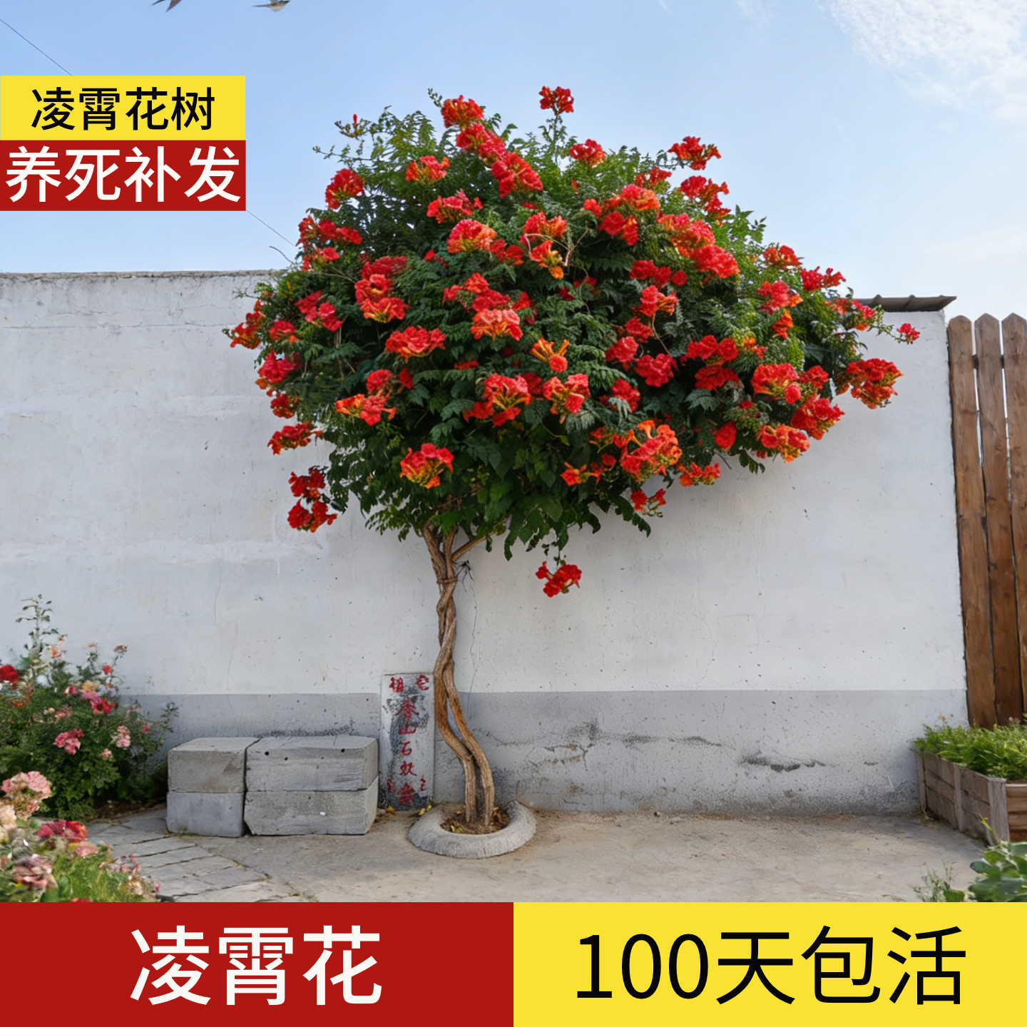 顺丰包邮】100天包活凌霄花树苗
