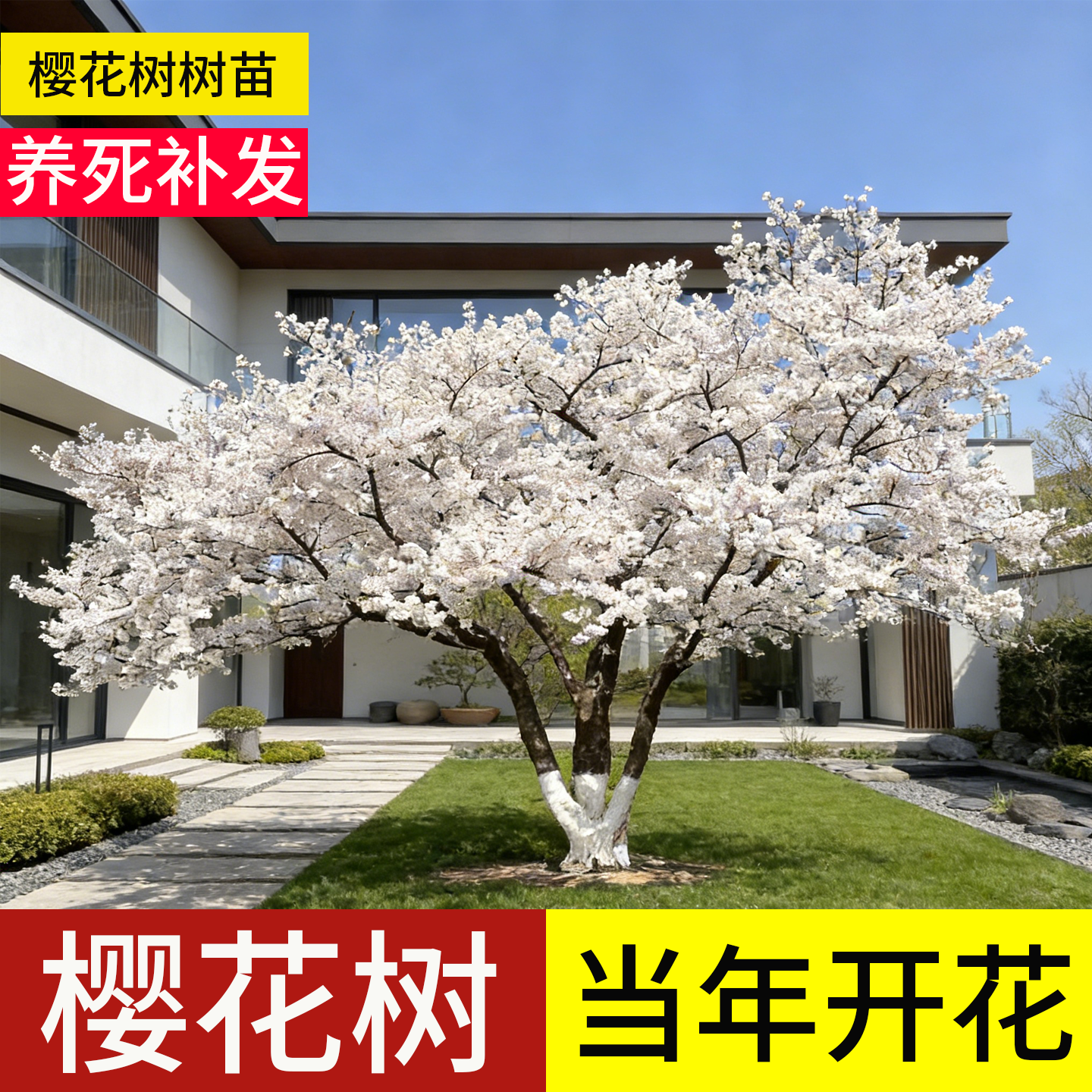 樱花树苗庭院大树染井吉野日本观赏南北方种植地栽耐寒早晚樱重瓣