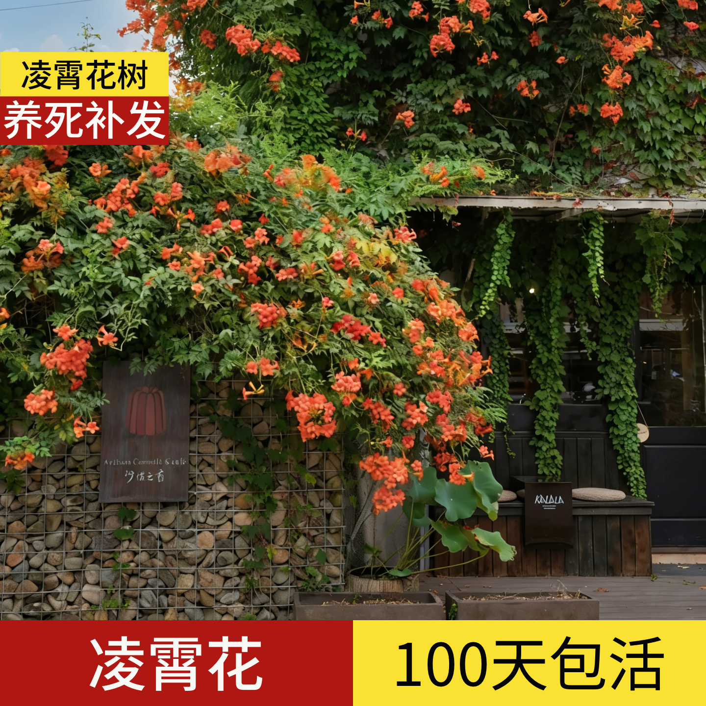 顺丰包邮】100天包活凌霄花树苗