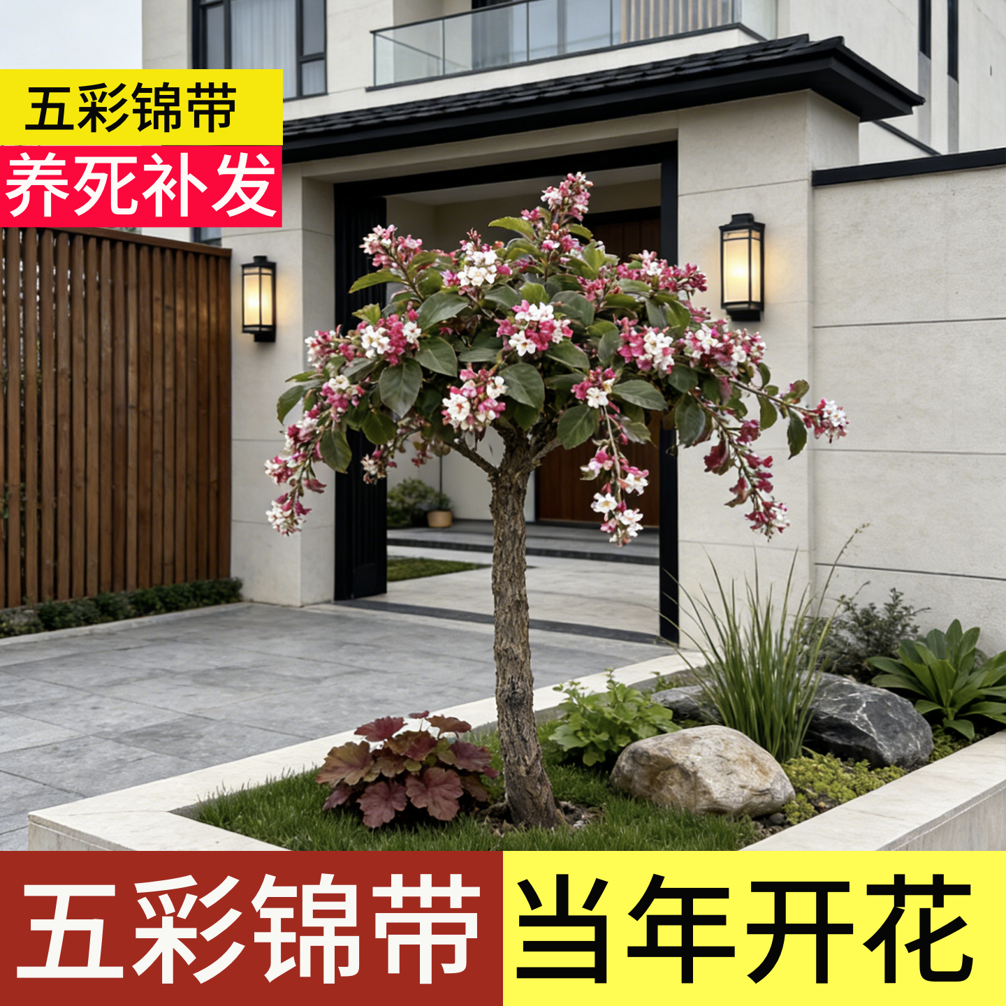 顺丰包邮100天包活五彩锦带花树