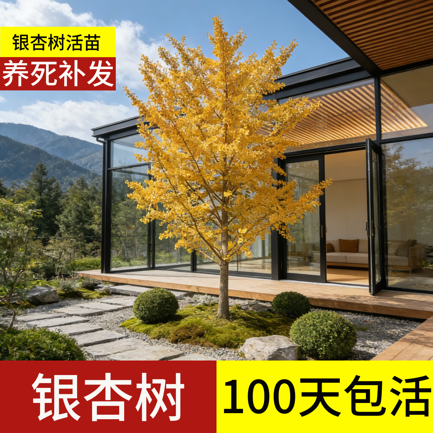 银杏树活苗带土大苗大树庭院老桩正宗金叶白果北方耐寒大型风景树