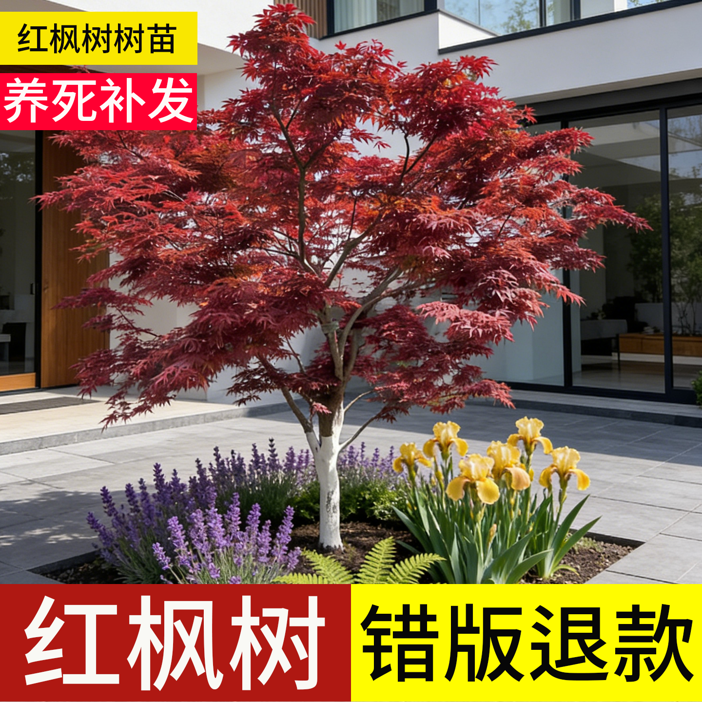 顺丰包邮」100天包活红枫树大树
