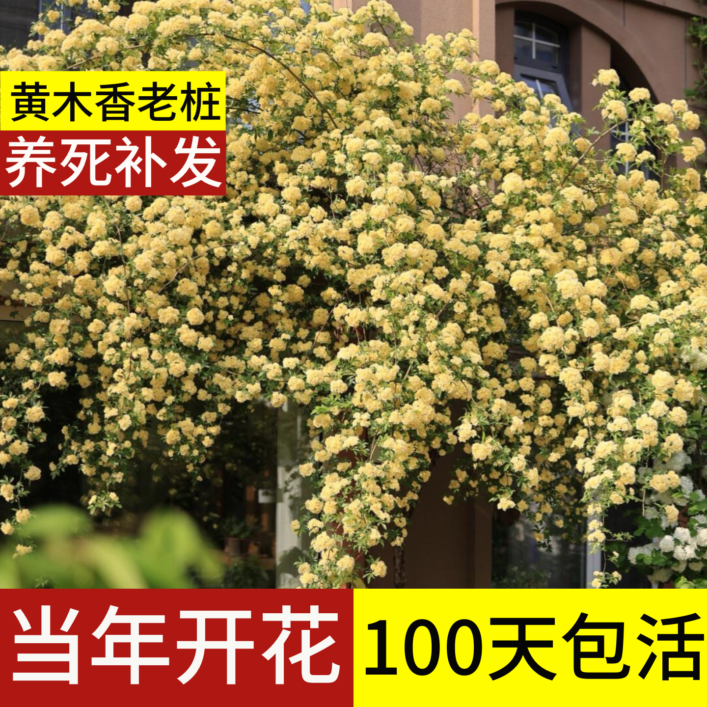 顺丰包邮100天包活黄木香超大苗
