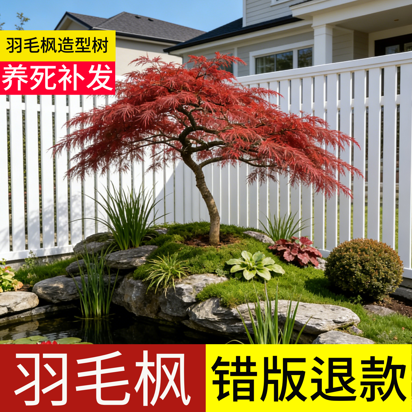 顺丰包邮100天包活羽毛枫造型树