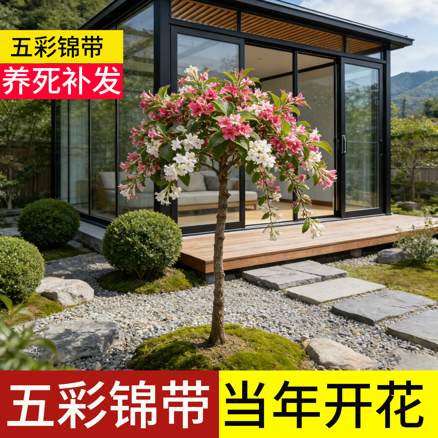 顺丰包邮100天包活五彩锦带花树