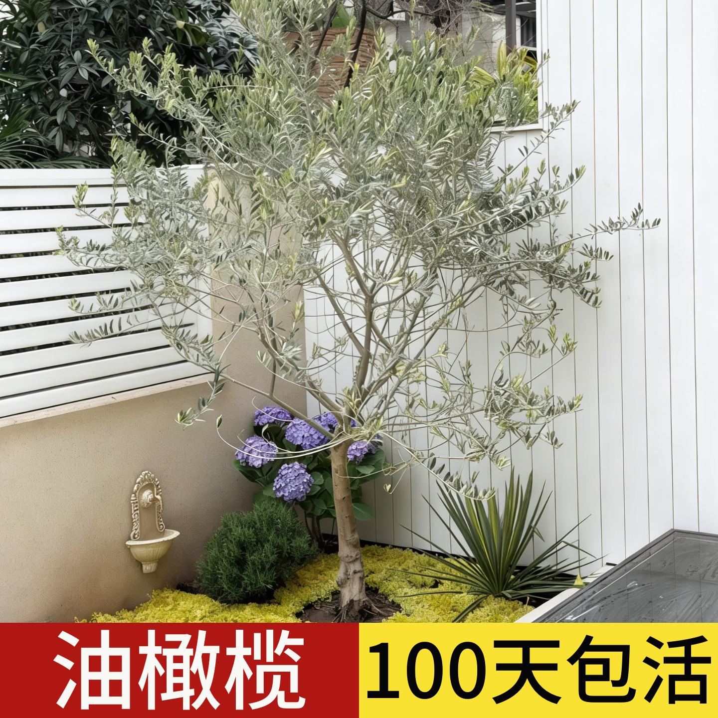 油橄榄树果苗盆栽老桩真树客厅别墅庭院室外大型小叶绿植风景树苗