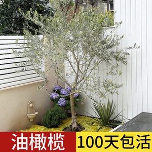 顺丰包邮100天包活油橄榄树大树