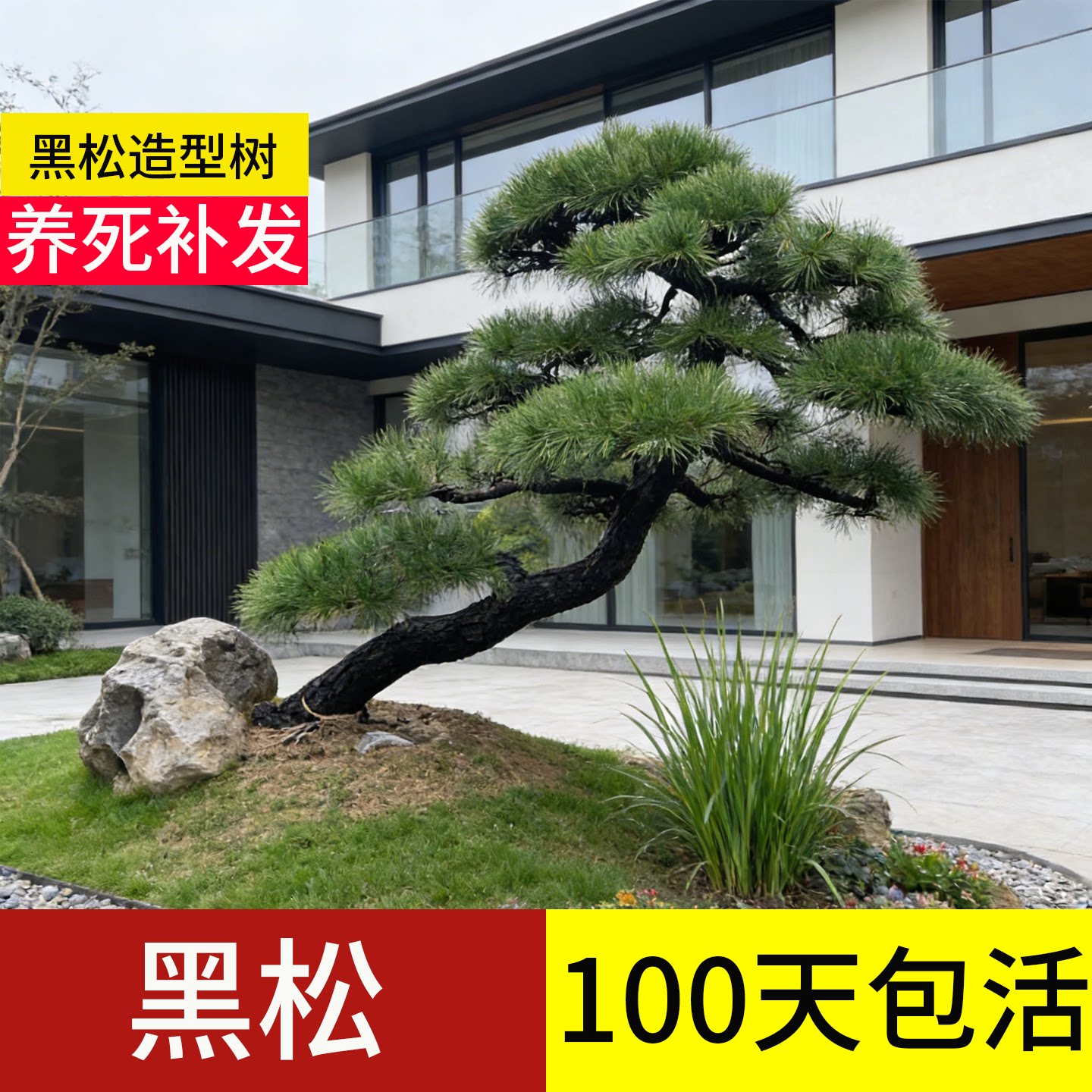 黑松造型树老桩盆景大树日本精品迎客松树桩大型矮桩矮霸庭院室外