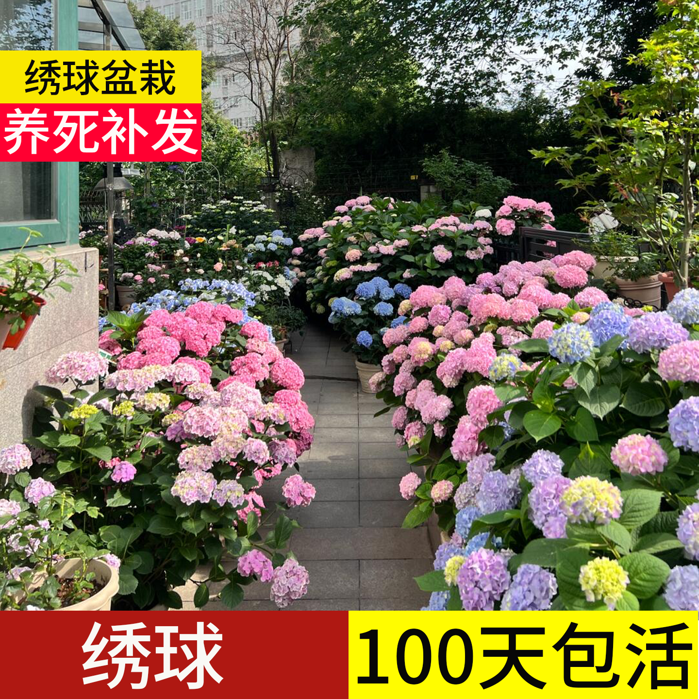 【顺丰包邮】100天包活绣球大苗
