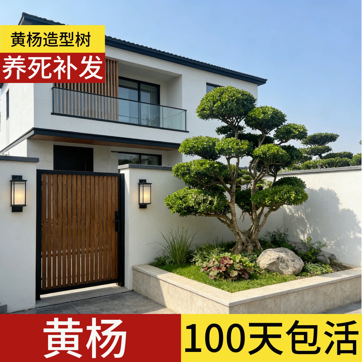 黄杨庭院造型树老桩盆景别墅名贵小叶矮霸树桩室内耐寒耐冻大树苗