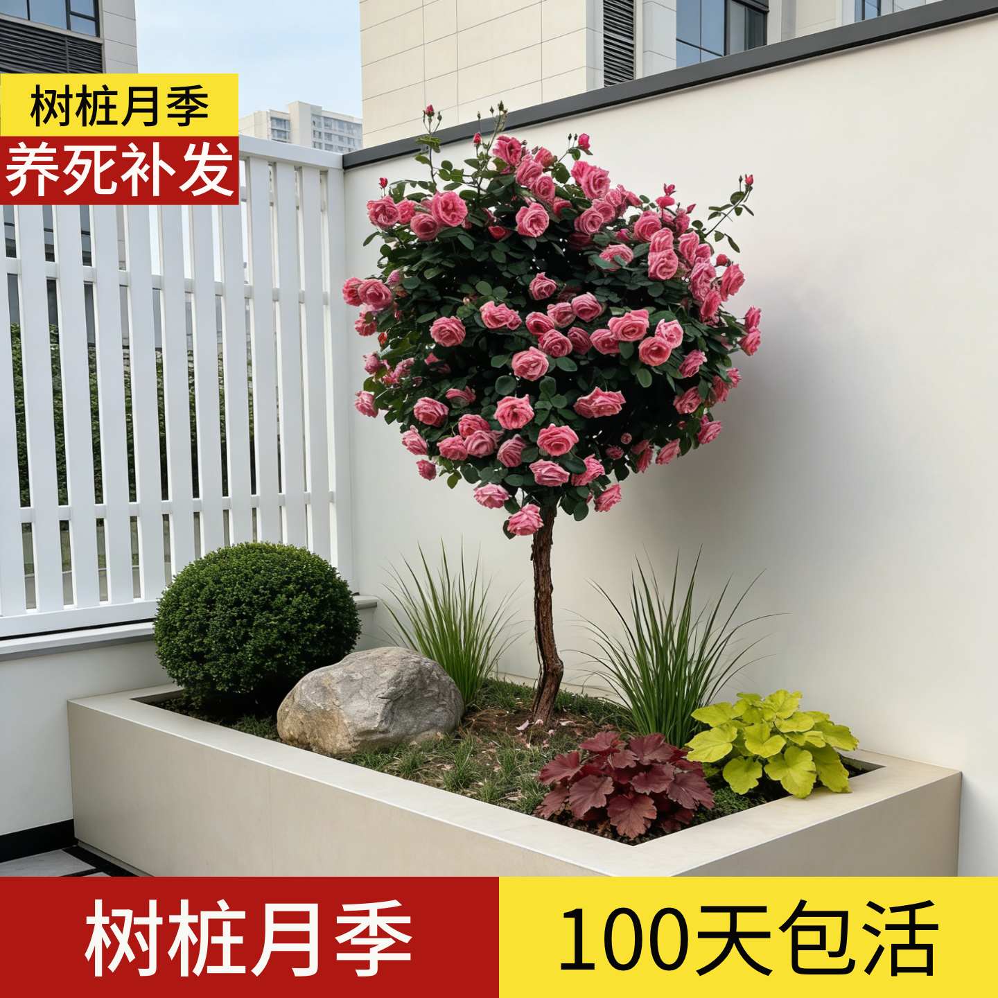 顺丰包邮】100天包活玫瑰花树苗