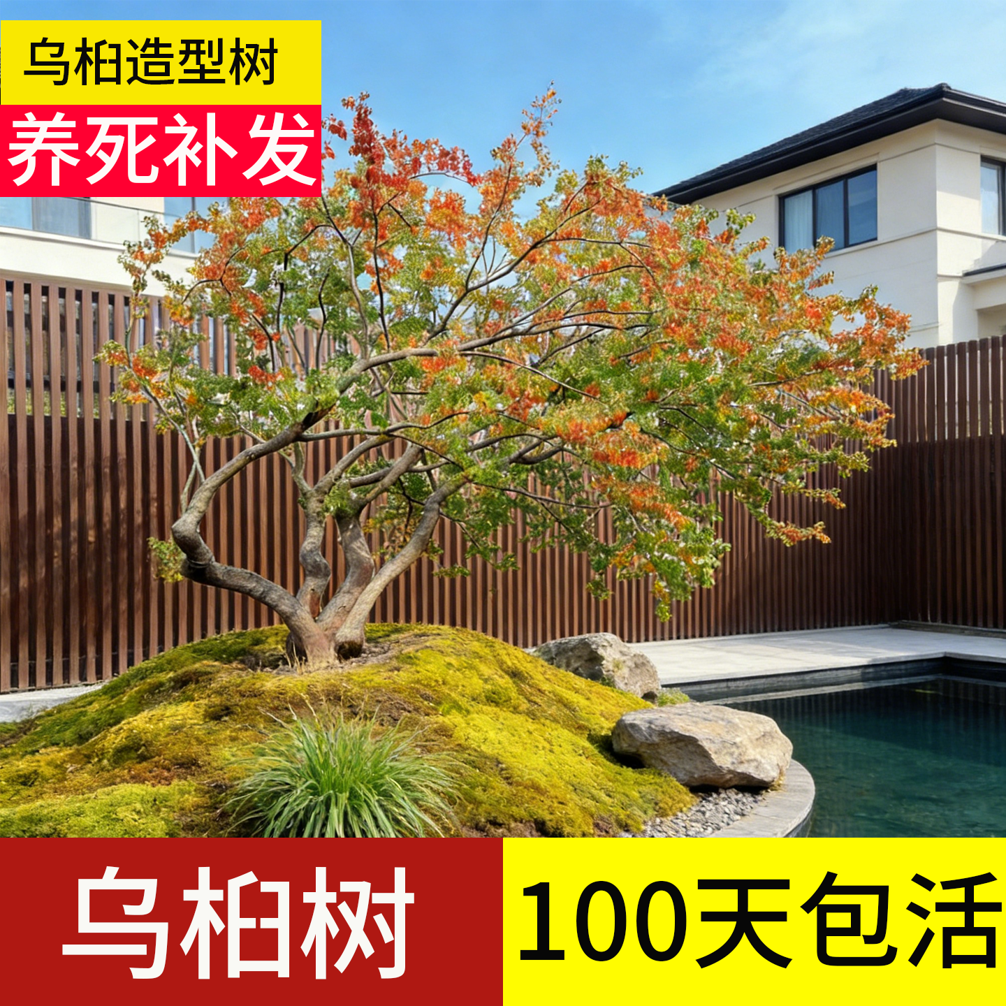 乌桕树大树庭院老桩彩红叶造型树耐寒大型丛生树苗旺宅盆景风水树