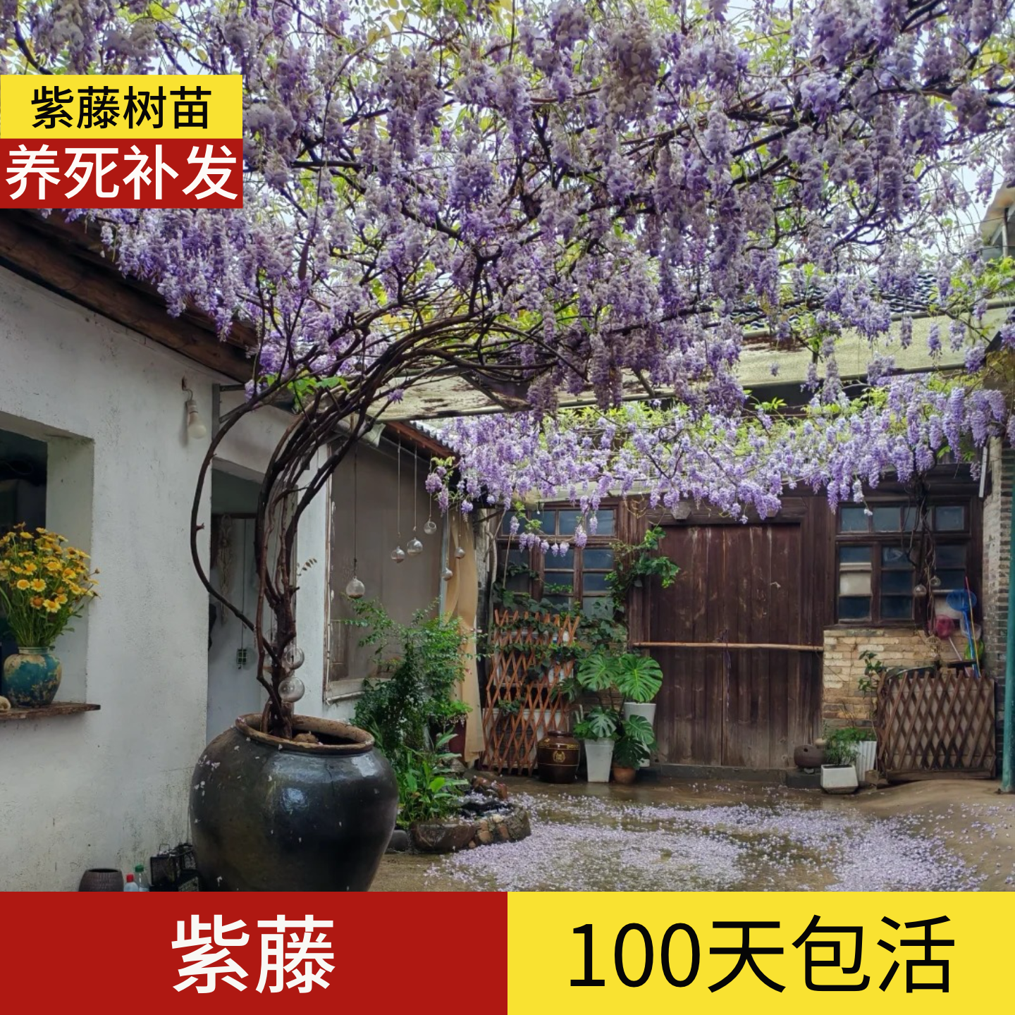 顺丰包邮】100天包活紫藤树大树