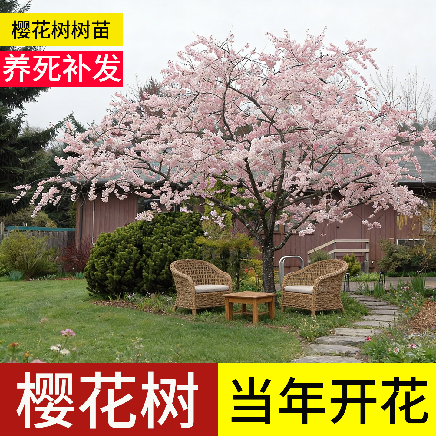 樱花树苗庭院大树染井吉野日本观赏早晚樱粉白色南北方地栽耐寒