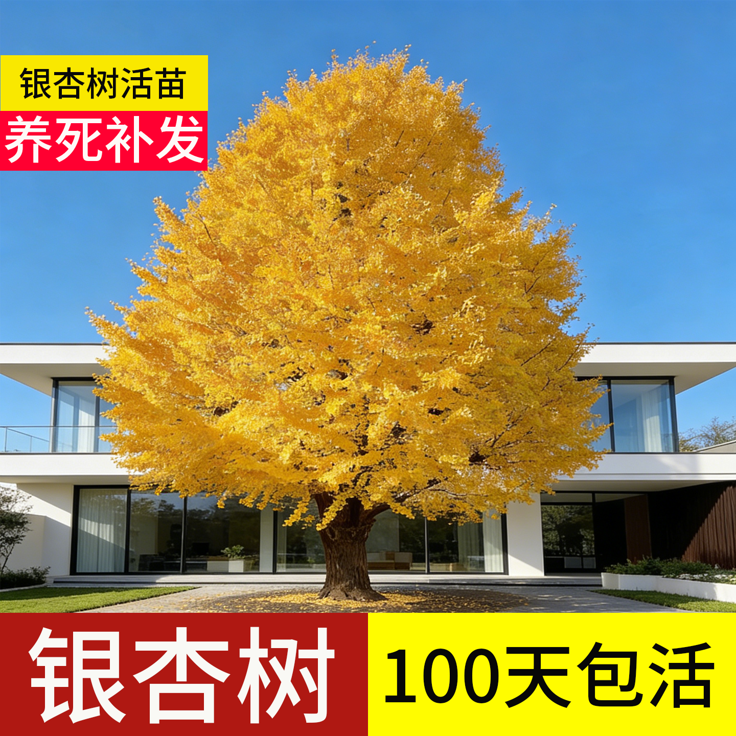 银杏树活苗带土大树庭院大苗正宗1020年老桩北方特大型号金叶白果