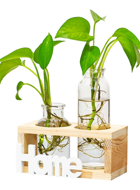 办公室装饰桌面摆件水培植物植物