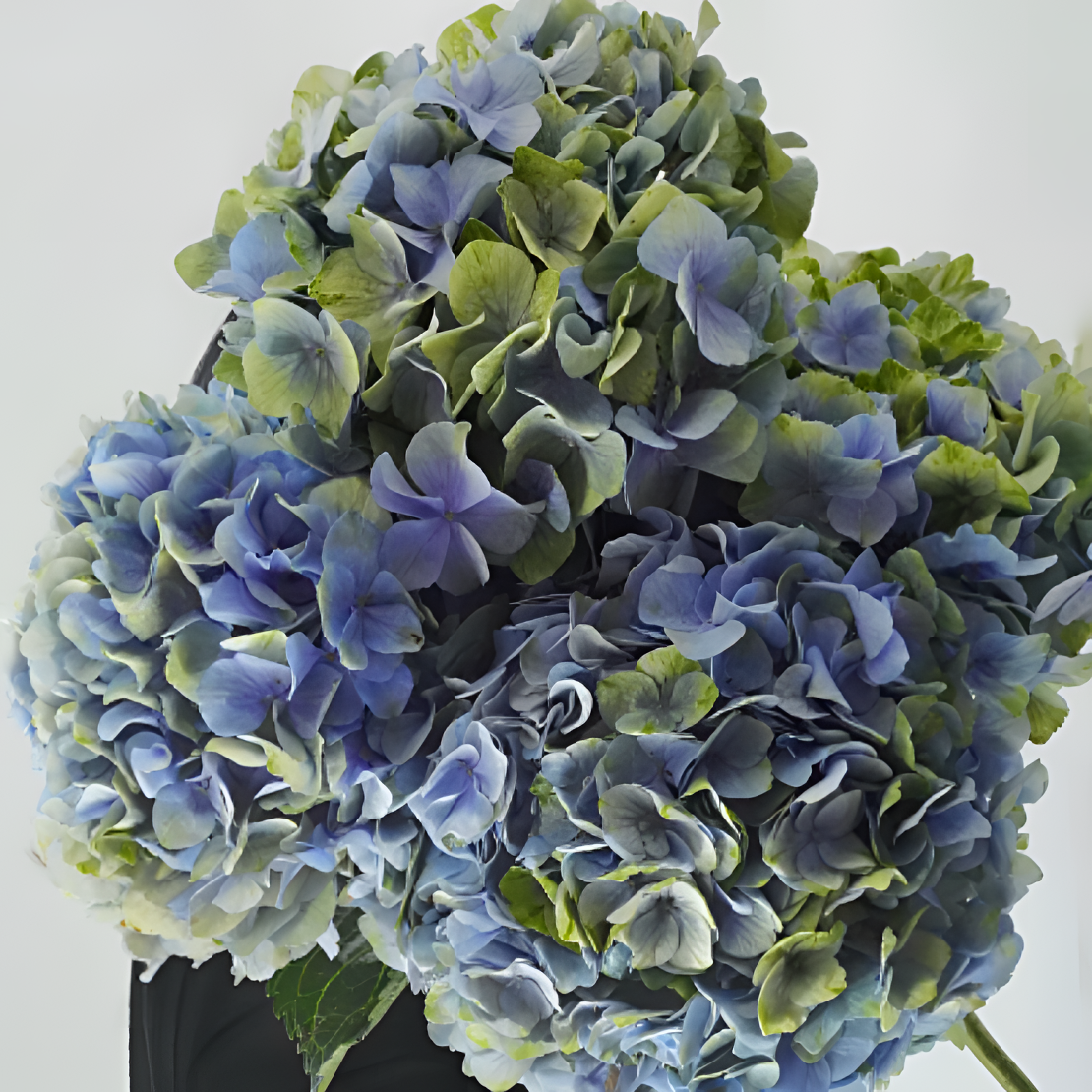 好红专属【青花瓷绣球】高级小众水培绣球家居装饰可干花顺丰直发,鲜花速递/花卉仿真/绿植园艺,花材,淘宝优惠券,粉丝福利购,淘宝优惠卷