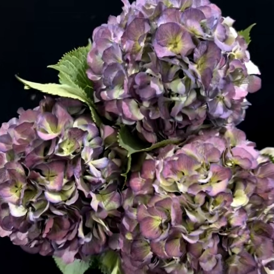 好红专属【秋色绣球】复古紫丨小众高级 可做干花 好养耐养,鲜花速递/花卉仿真/绿植园艺,花材,淘宝优惠券,粉丝福利购,淘宝优惠卷