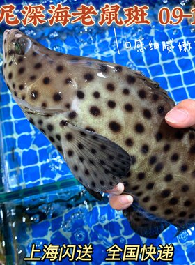 鲜活进口芝麻野生酒店1斤石斑鱼