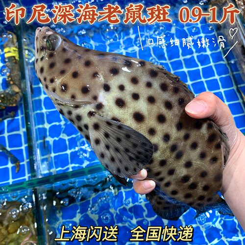 鲜活进口芝麻野生酒店1斤石斑鱼