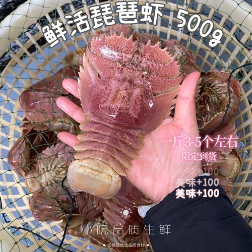野生琵琶虾 新鲜九齿扇虾 虾姑排毛缘扇虾东方大虾扁虾排鲜活水产