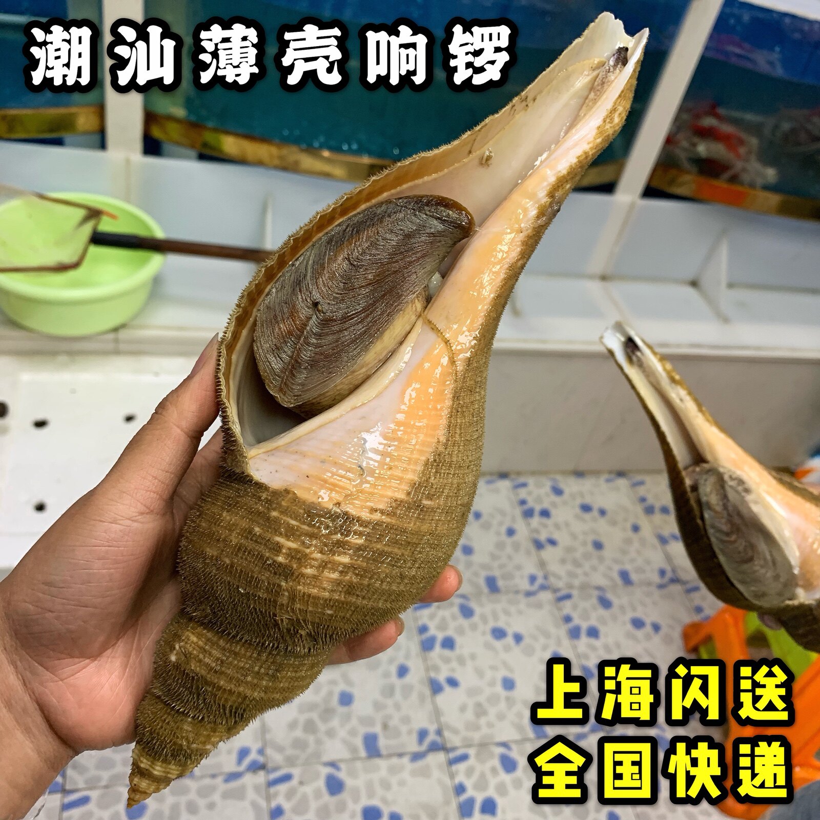 上海闪送潮汕薄壳响锣海鲜水产鲜活野生大红螺海螺响螺片东风螺